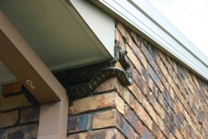 snake in the roof