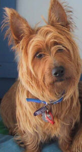 australian terrier red buttons 