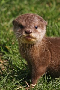 sea otters river ocean conservation cute 