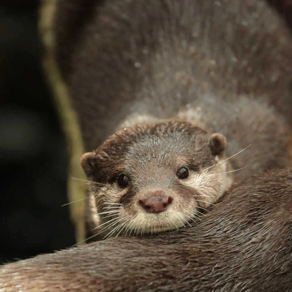 otter pensive river otters mustelids