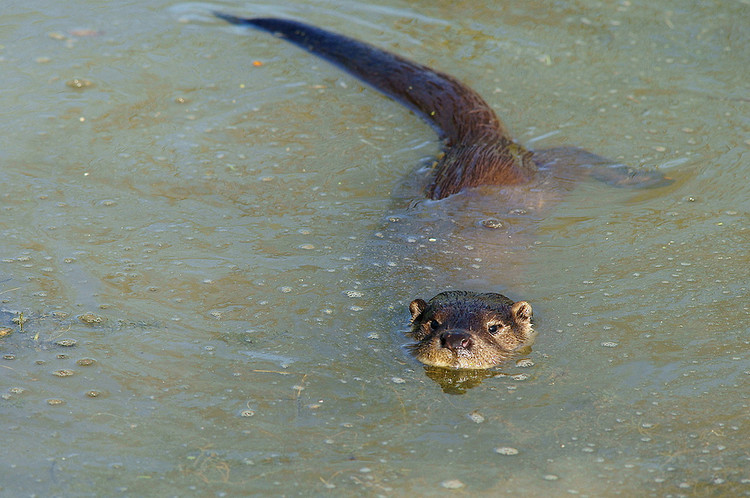 otter underwater river swimming mustelid