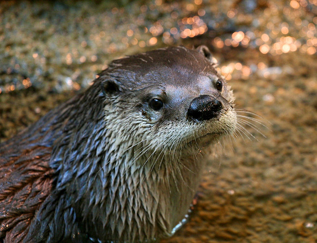 otter up close serious mustelid