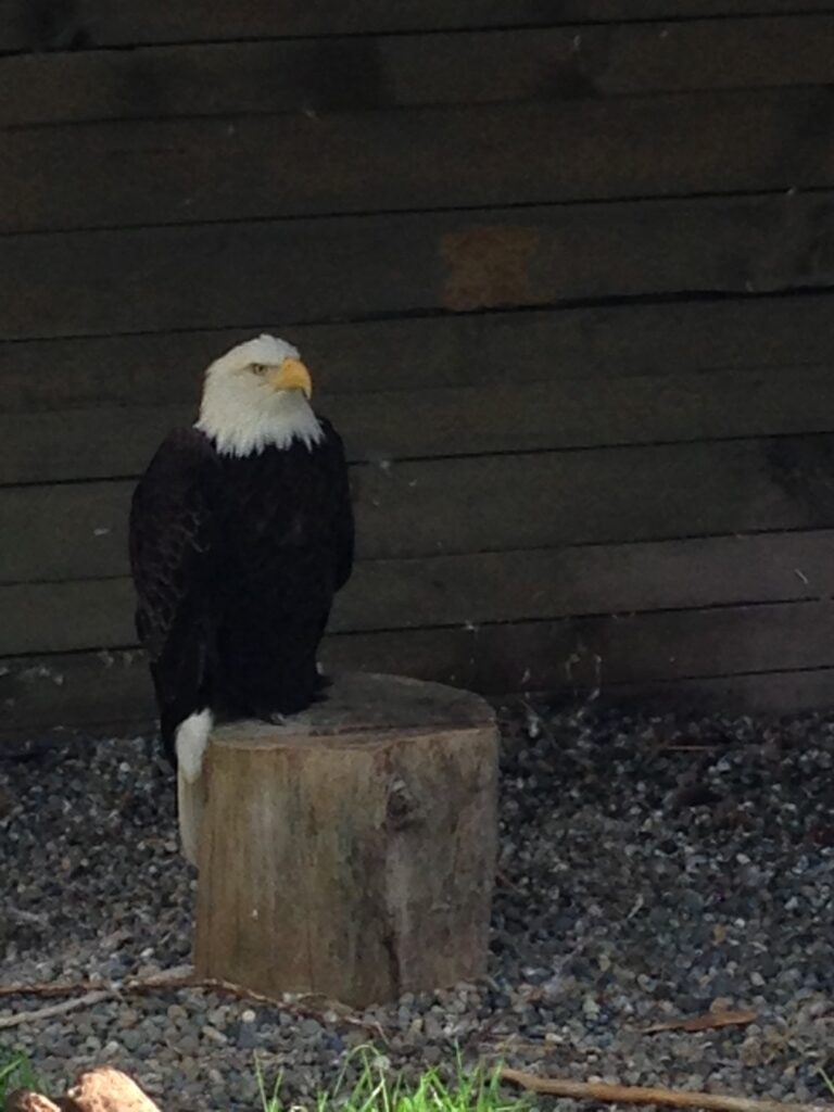 bald eagle