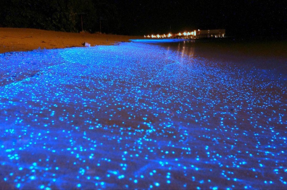 bioluninescent waters maldives
