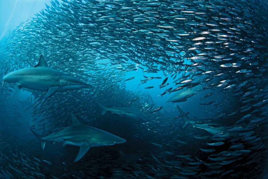 sardine run south africa 2