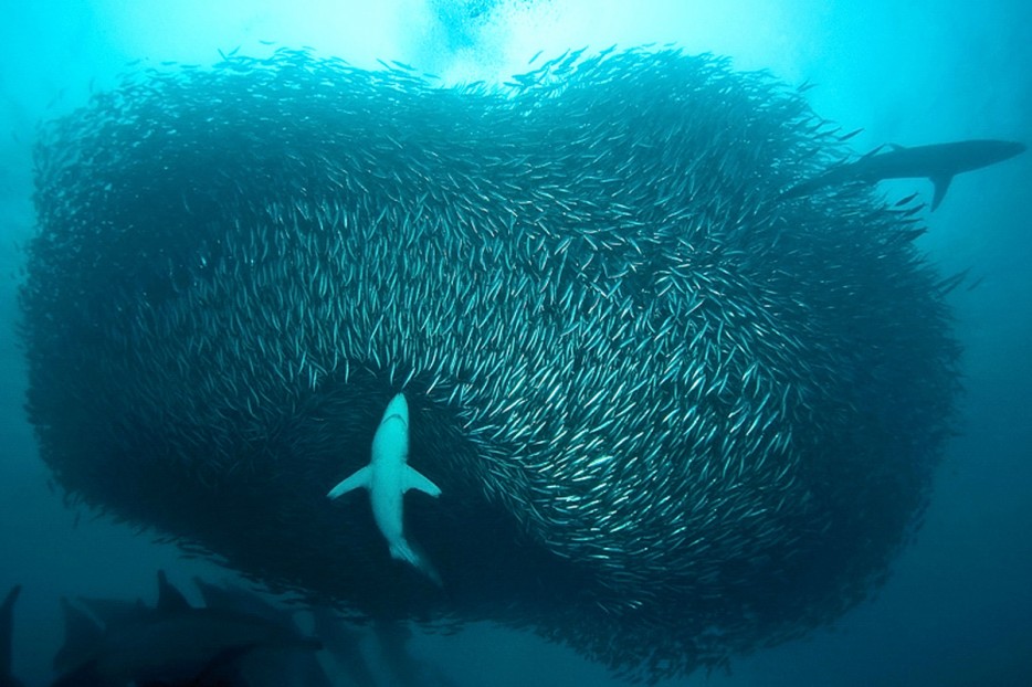 sardine run south africa