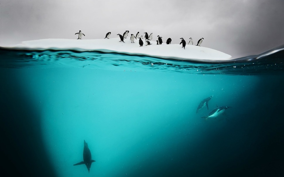 Underwater Danko Island Antarctica