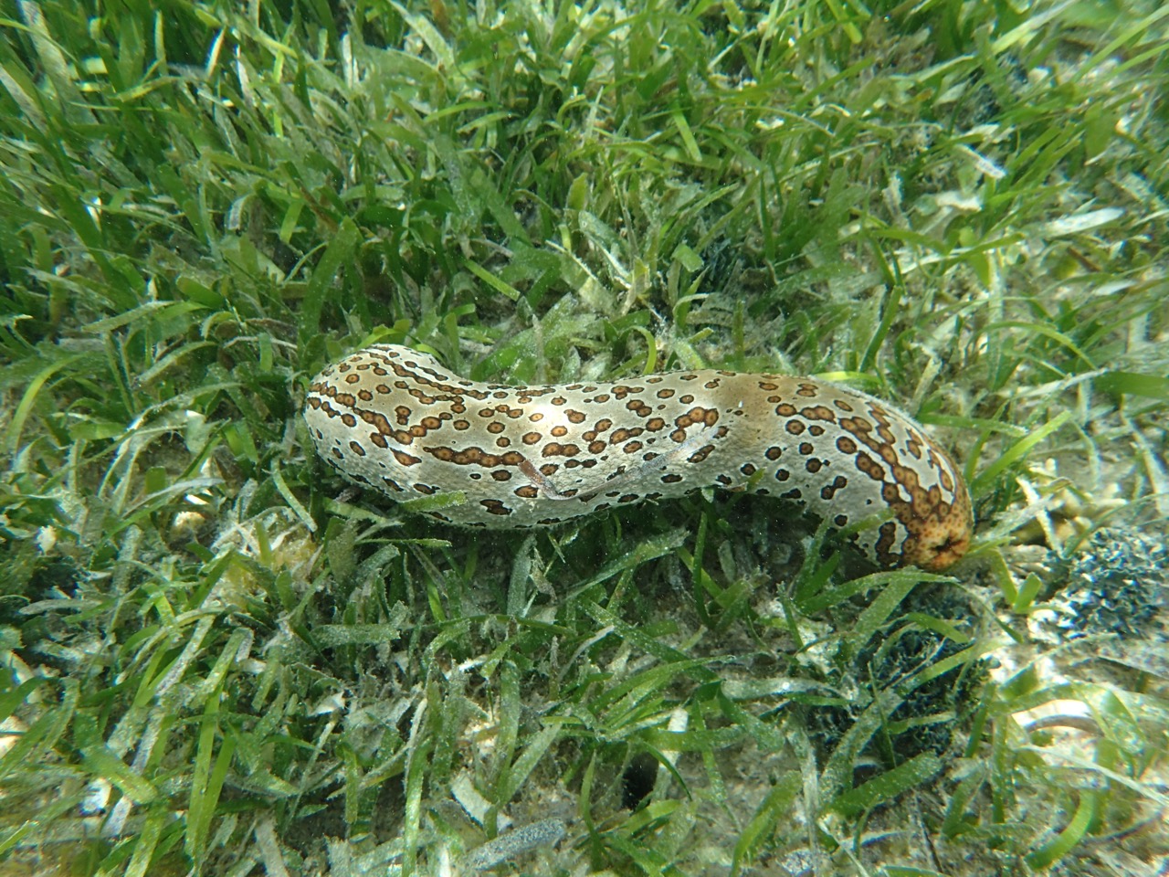 Kitava Island Sea cucumber