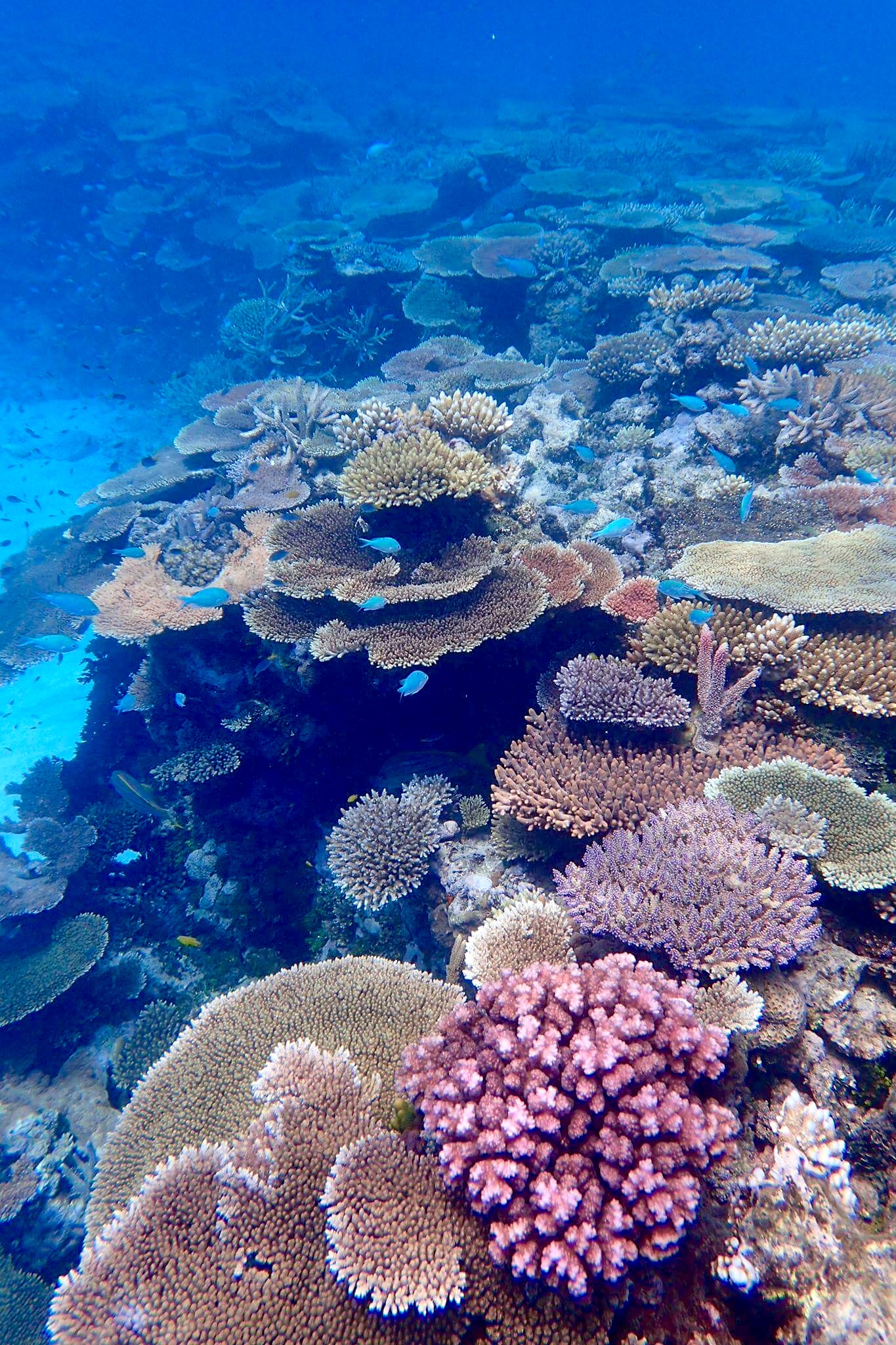 Adrenalin Reef Snorkelling Day Trip Review | borysSNORC